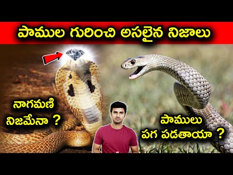  Is Nagamani Real Explained In Telugu | Facts About Snake | |telugu Facts |-TeluguStop.com