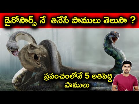  Top 5 Biggest Snakes In The Wold In Telugu | Telugu Facts |-TeluguStop.com