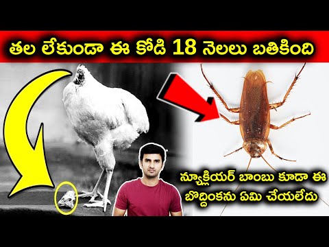  Top Interesting Facts In Telugu |telugu Facts | Telugu Stop |-TeluguStop.com