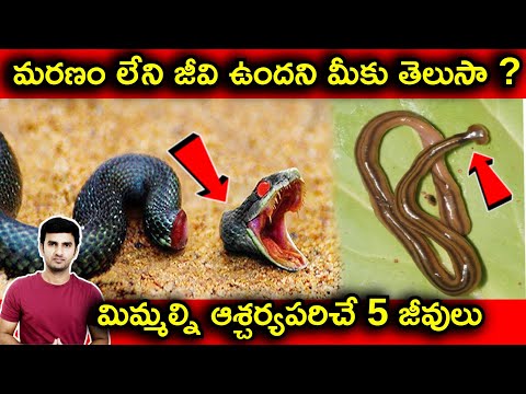  Animals With Strange Capabilities Explained In Telugu | Telugu Facts |-TeluguStop.com