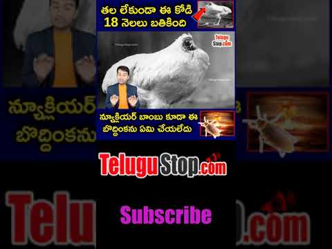  Top Interesting Facts In Telugu |telugu Facts | Telugu Stop |-TeluguStop.com