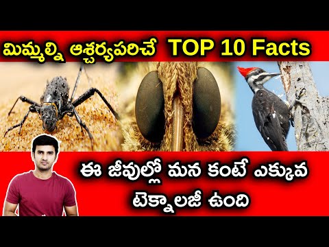  Top 10 Interesting Facts In Telugu |telugu Facts |-TeluguStop.com