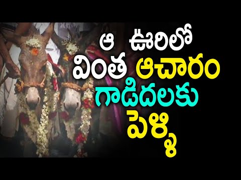  Variety Donkey Marriage At Hosur Kurnool | Farmers Perform Marriage With Donkeys-TeluguStop.com