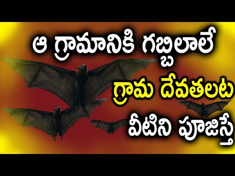  Villagers Worships Bats As A Tradition-TeluguStop.com