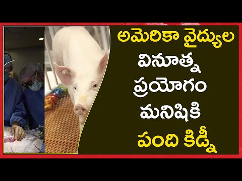 Worlds First Pig Kidney Transplant Into Human-TeluguStop.com