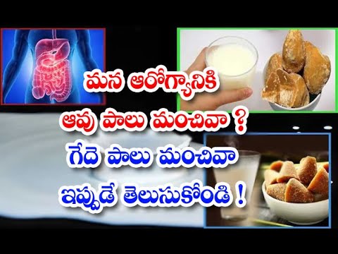  Which Milk Is Healthier For You Cow Milk Or Buffalo Milk Health Doctors Calories-TeluguStop.com