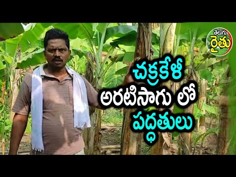  Banana Cultivation Methods And Techniques Farming #agriculture-TeluguStop.com