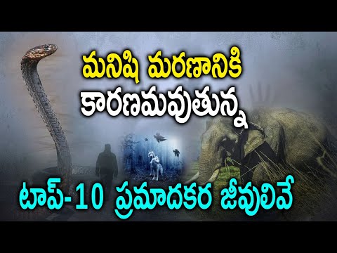 Top Most Poisonous And Dangerous Animals Top Most Poisonous And Dangerous Animals-TeluguStop.com