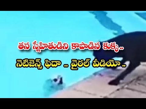  Dog Saves Puppy From Drowning In Swimming Pool Viral Video-TeluguStop.com