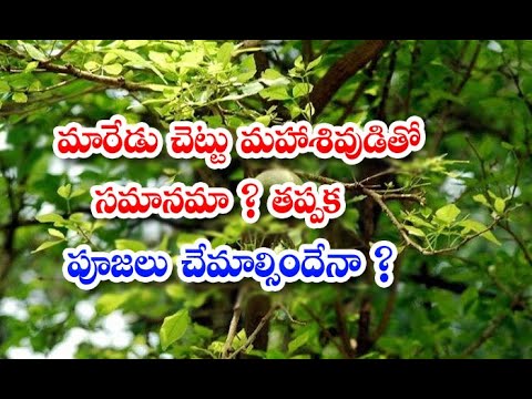  Importance Of Maredu Tree Devotio-TeluguStop.com