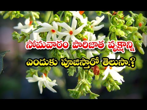  Importance Of Parijat Tree And Flowers De-TeluguStop.com