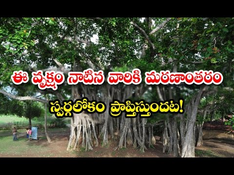  Who Plant This Tree Will Have Access To Heaven After Death Details-TeluguStop.com