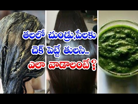  Basil Leaves Helpto Reduce Dandruff And Lice Problems.health Benifits-TeluguStop.com