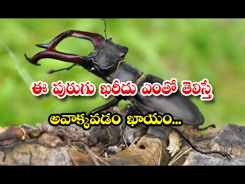  Do You Know The Price Of Stag Beetle A Rare Insect Details-TeluguStop.com
