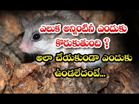  Why Does A Rats Gnaw On Everything-TeluguStop.com