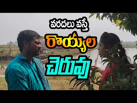  Prawns Cultivation Precautions In Rainy Season-TeluguStop.com