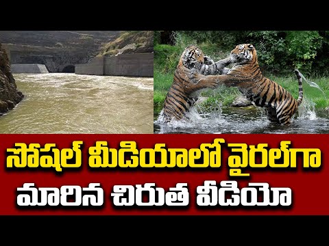  Tigers Video Viral In Social Media-TeluguStop.com