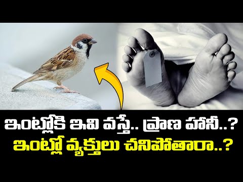 Spiritual Meanings When A Bird Flies Into House-TeluguStop.com