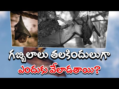  Why Do Bats Hanging Upside Down-TeluguStop.com