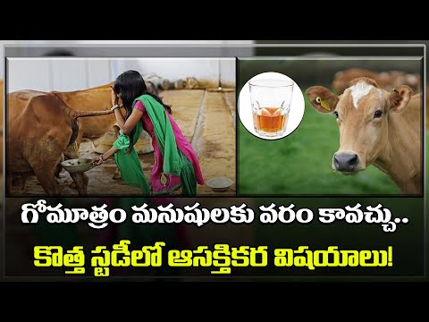  Interesting Facts About Cow Urine-TeluguStop.com