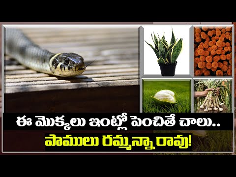  Facts About Snake Repellent Plants-TeluguStop.com