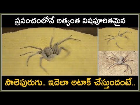  World Most Toxic Spider Attack-TeluguStop.com