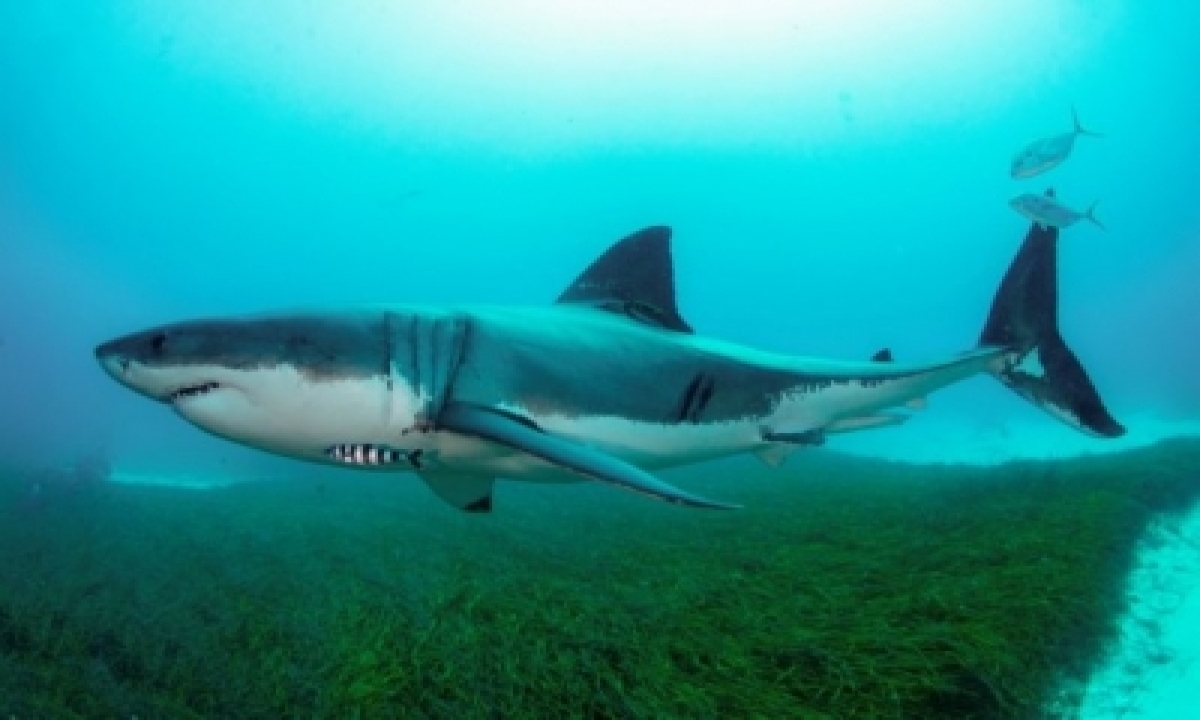  39 Australian Shark Species Face Extinction: Report-TeluguStop.com
