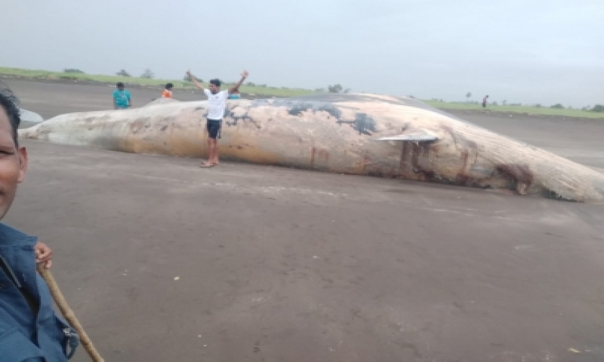  40-feet-long Whale Carcass Washed Ashore In Maha’s Palghar-TeluguStop.com