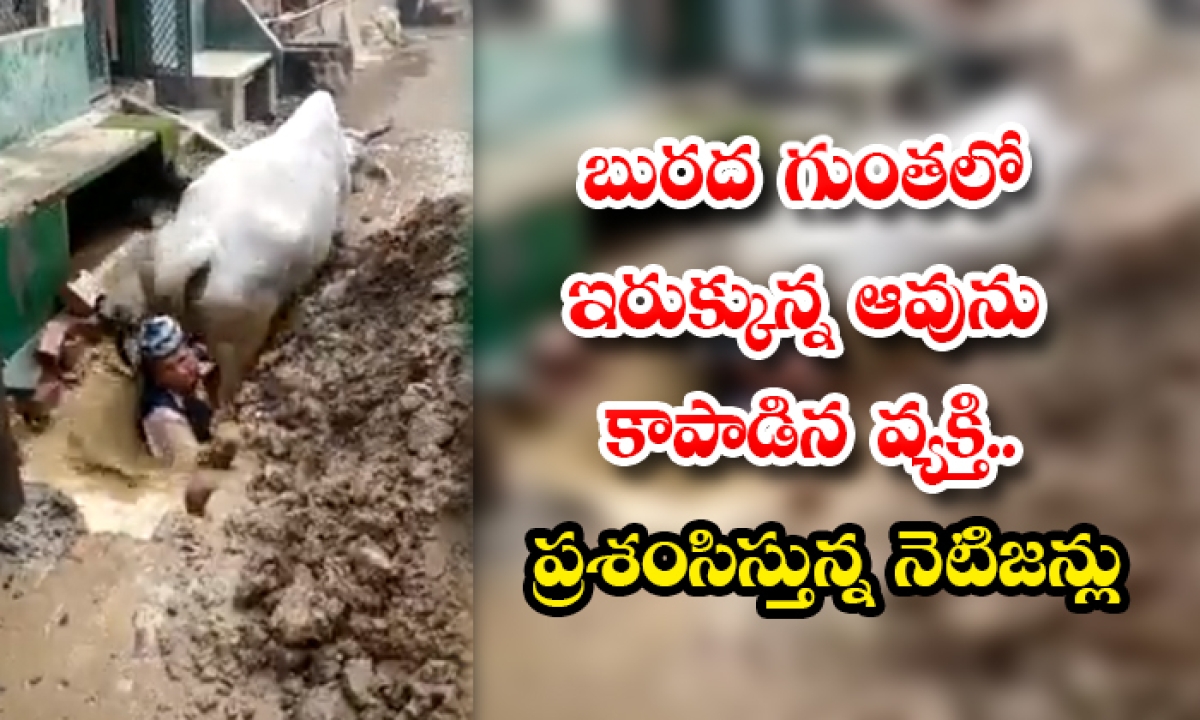  Man Rescues Cow Trapped In Mud Pit Appreciated Netizens-TeluguStop.com