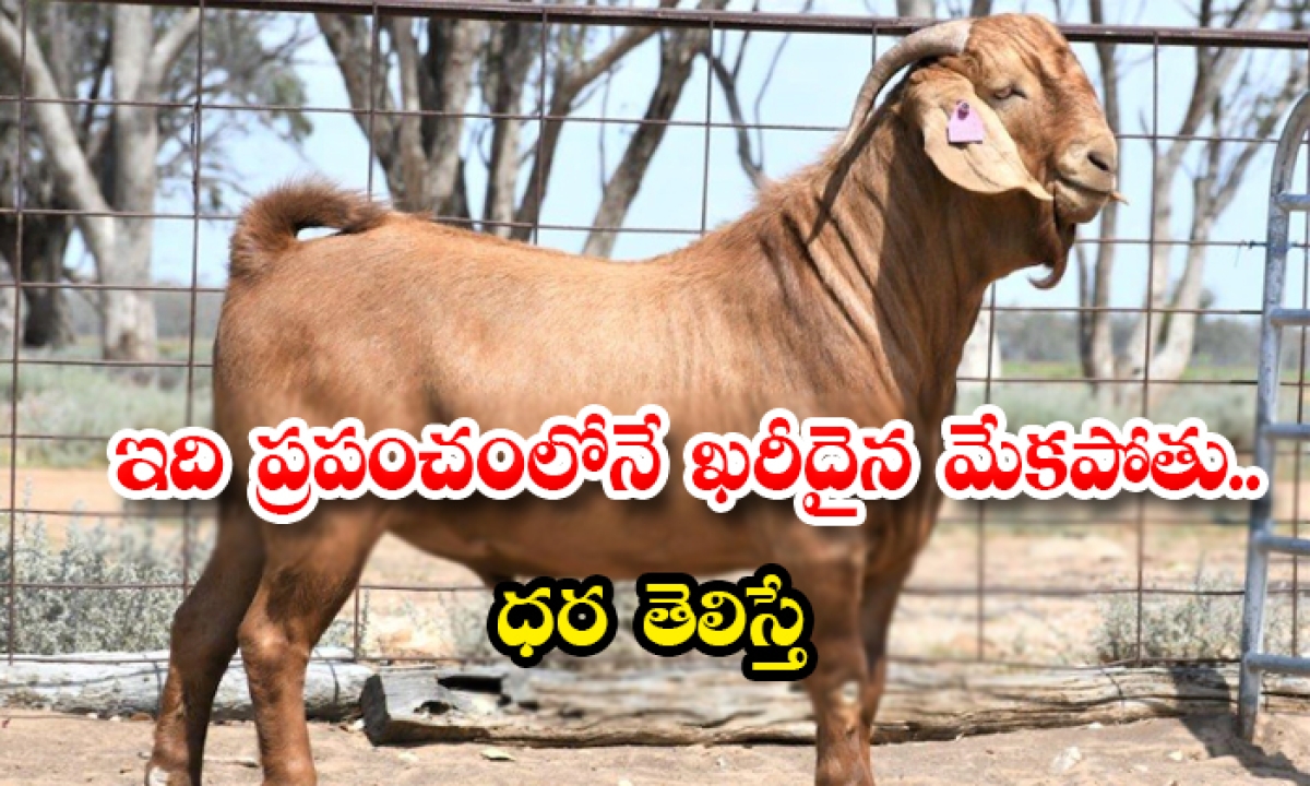  This Is The Most Expensive Goat In The World If You Know The Price-TeluguStop.com