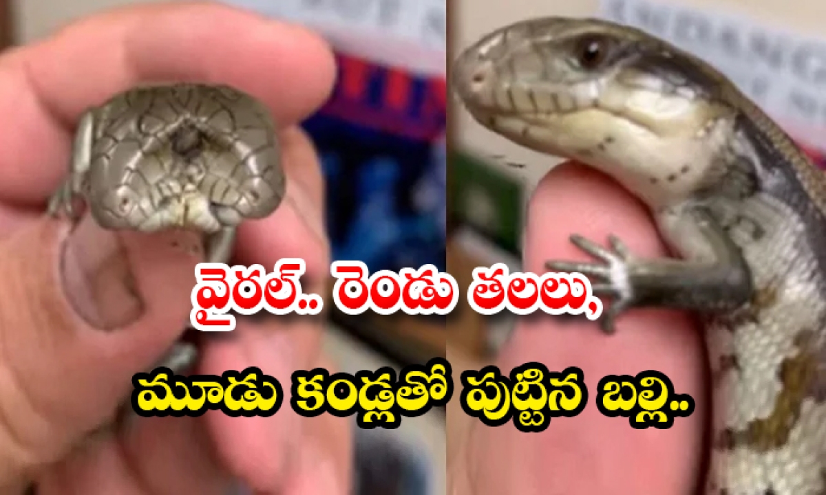  Viral A Lizard Born With Two Heads And Three Eyes-TeluguStop.com