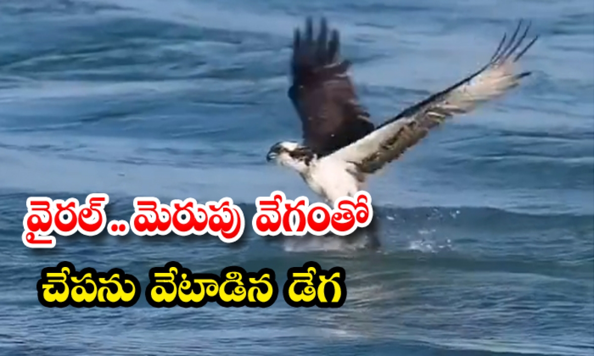  Viral An Eagle That Hunts Fish With Lightning Speed-TeluguStop.com
