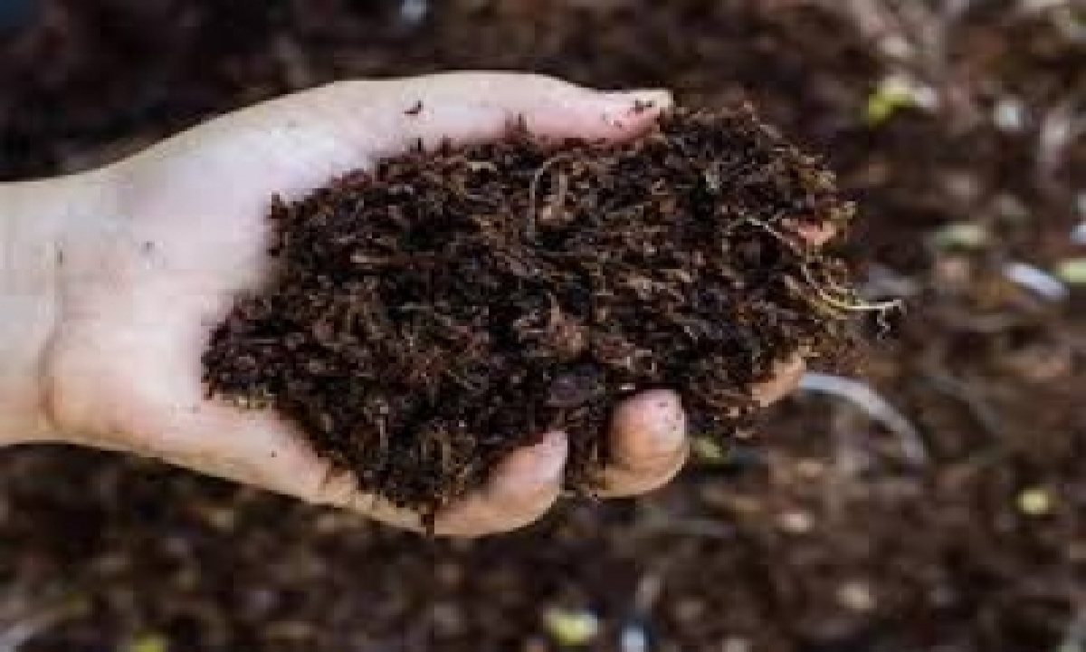  After Ban On Chinese Organic Fertiliser, Sri Lanka Turns To India  –   Nat-TeluguStop.com