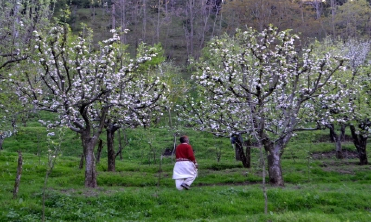  Agri Exports Up From Jammu & Kashmir, Ladakh: Apeda  –  Delhi | India-TeluguStop.com