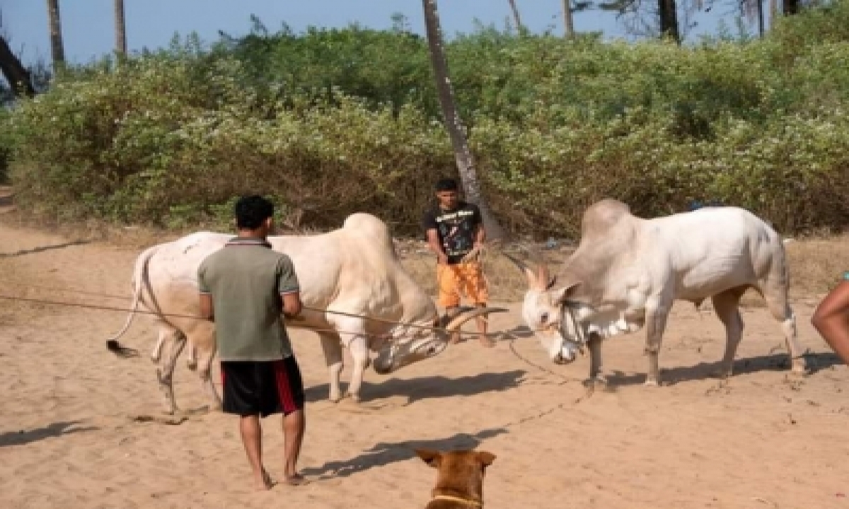 Amid Concern, Bullfights Still A Rage In The Goa Underground-TeluguStop.com