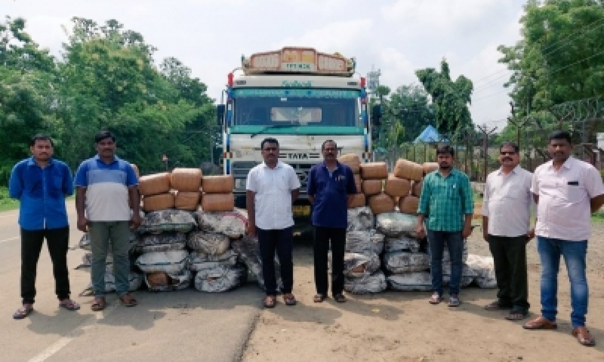  Andhra Police Seize 870 Kg Marijuana Being Moved On Coal Truck-TeluguStop.com