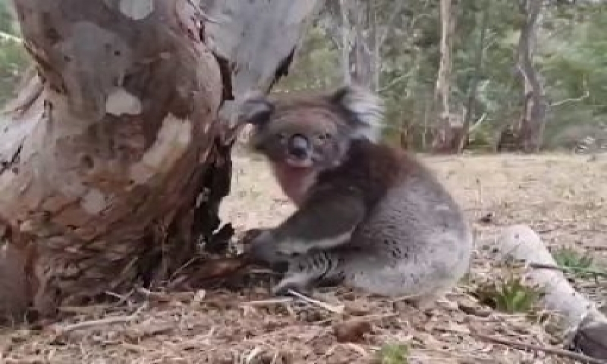  Australia Announces National Approach To Koala Conservation-TeluguStop.com