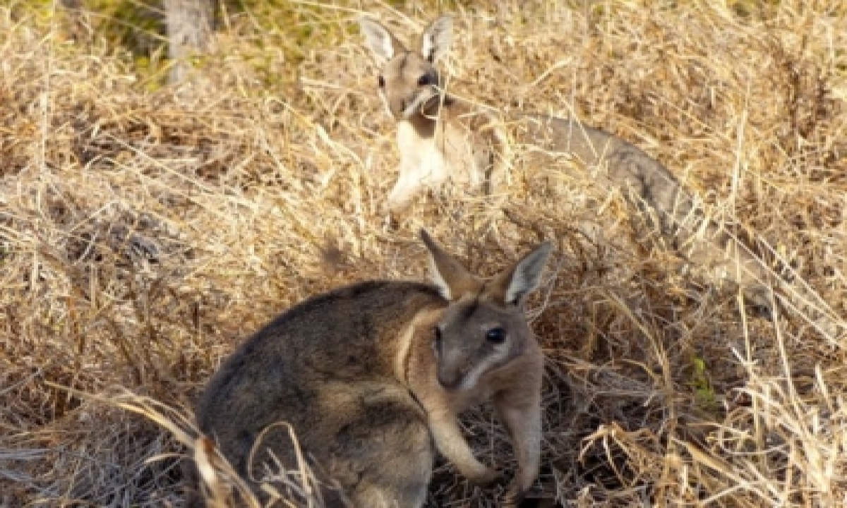  Australian Govt Fails To Protect Biodiversity: Report  –   International,e-TeluguStop.com