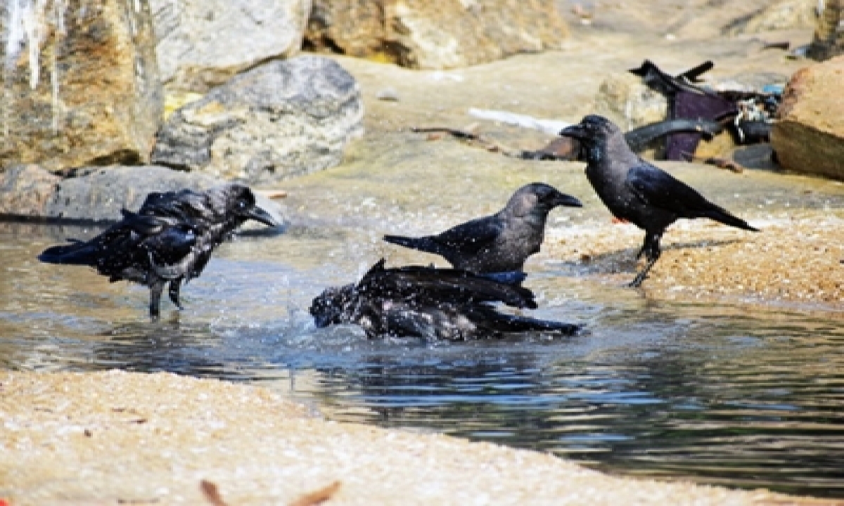  Bird Flu: Alert In Gurugram After 11 Crows Found Dead-TeluguStop.com