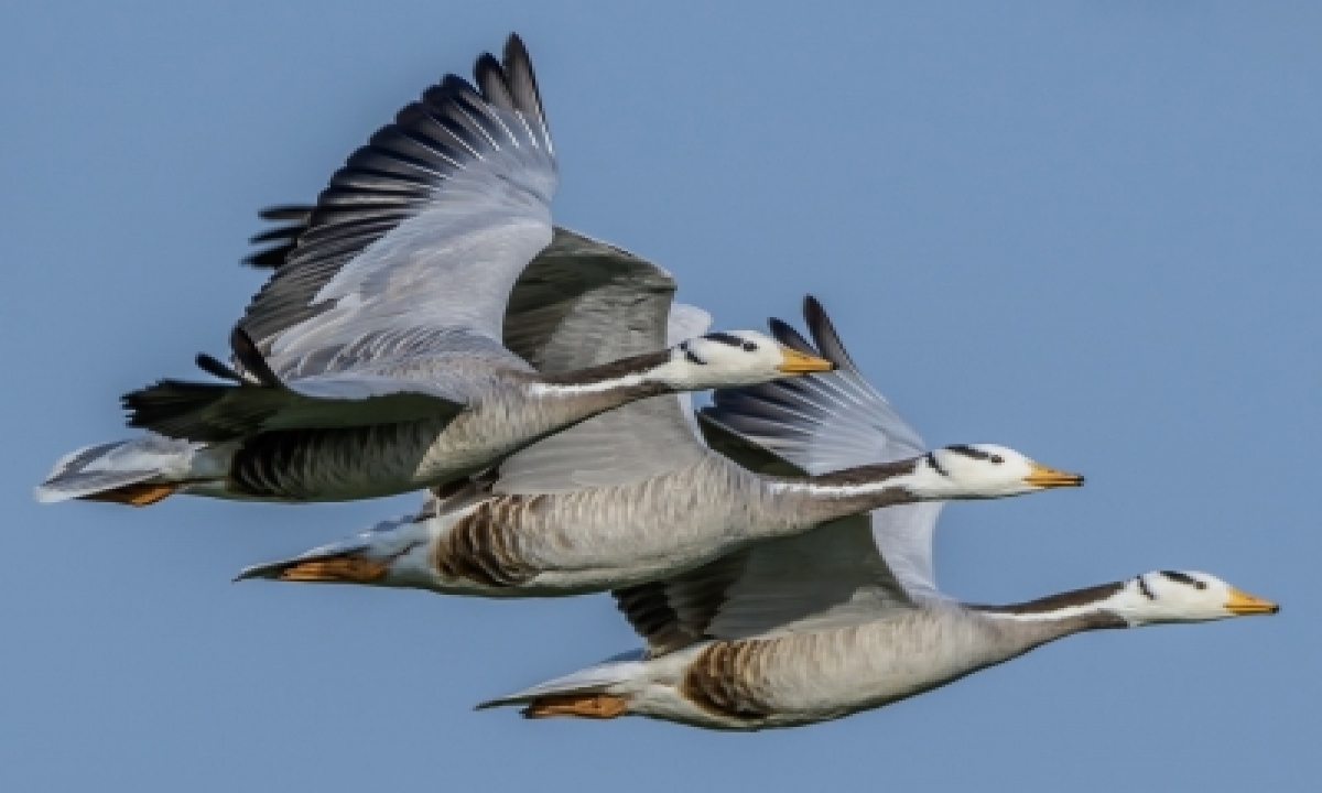  Bird Flu: Bar-headed Geese Worst Hit In Pong Wintering Ground-TeluguStop.com