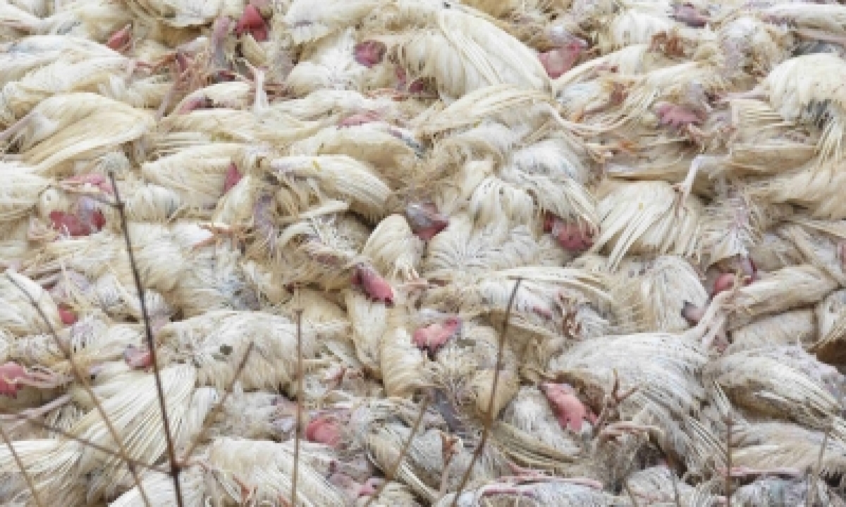  Bird Flu Scare: Chicken Sales Dip By 50-75% In Bihar-TeluguStop.com