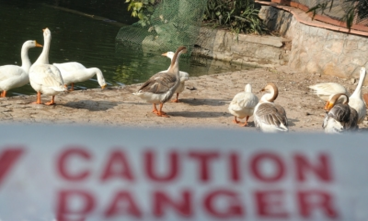  Bird Flu: Unnatural Bird Deaths Reported From J&k, Jharkhand-TeluguStop.com
