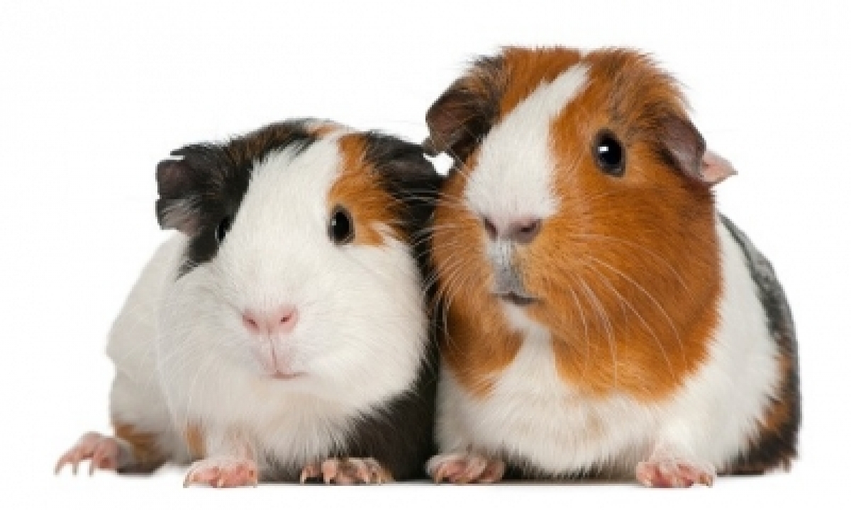  Bis Replaces Guinea Pig Test For Pathogen Detection-TeluguStop.com
