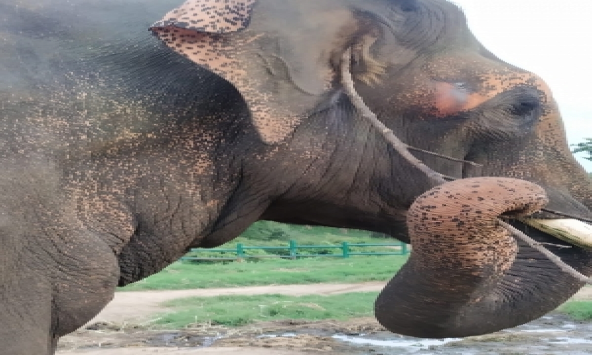  Bjp Leader Killed By Wild Elephants Near Guwahati-TeluguStop.com