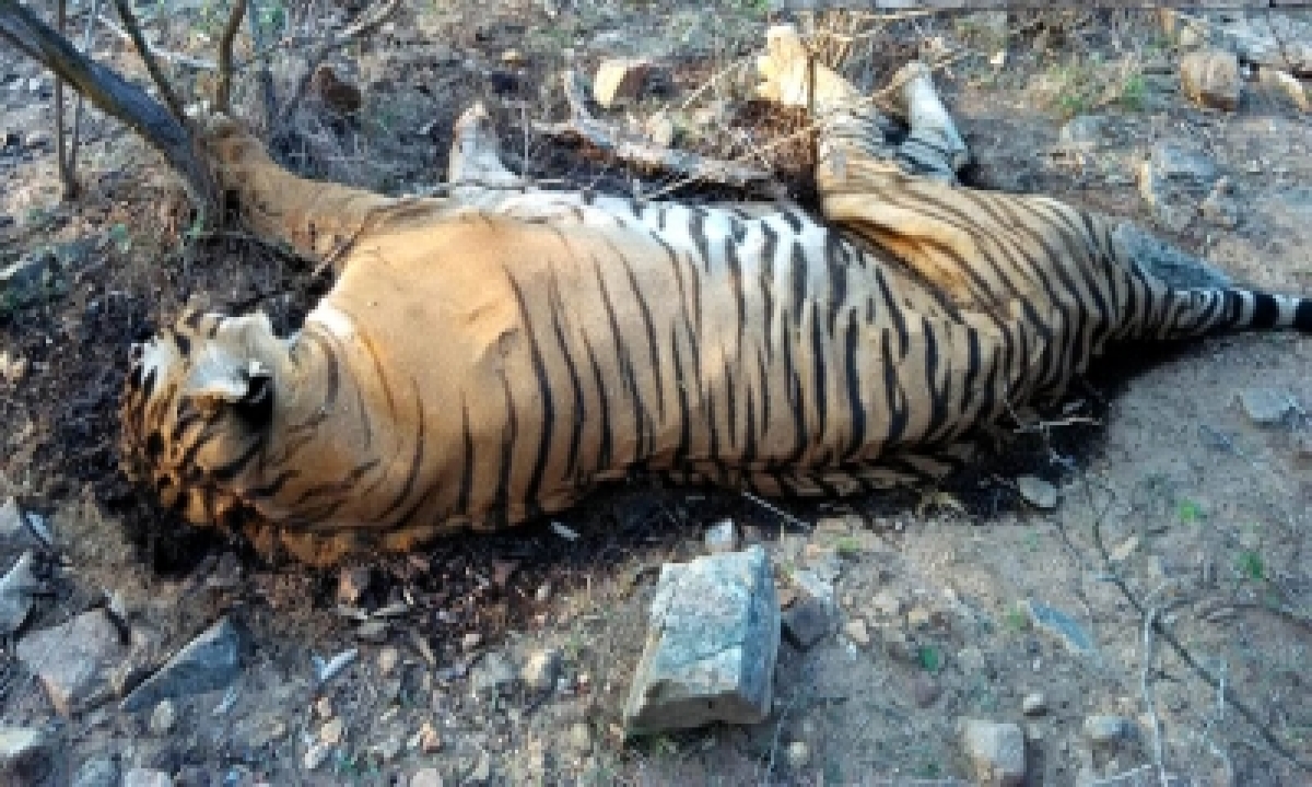  Carcass Of Tiger Found In Dudhwa Reserve-TeluguStop.com