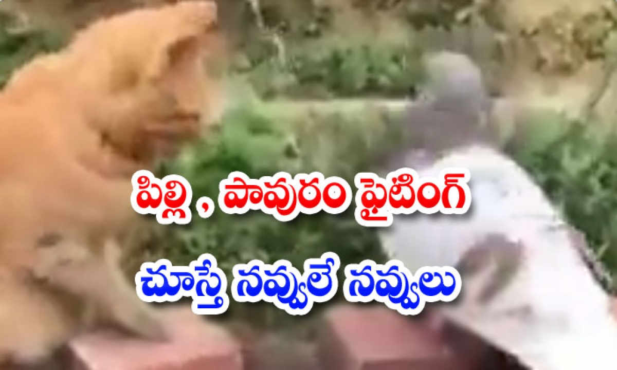  Laughter Is Laughter When You See Cat And Pigeon Fighting-TeluguStop.com