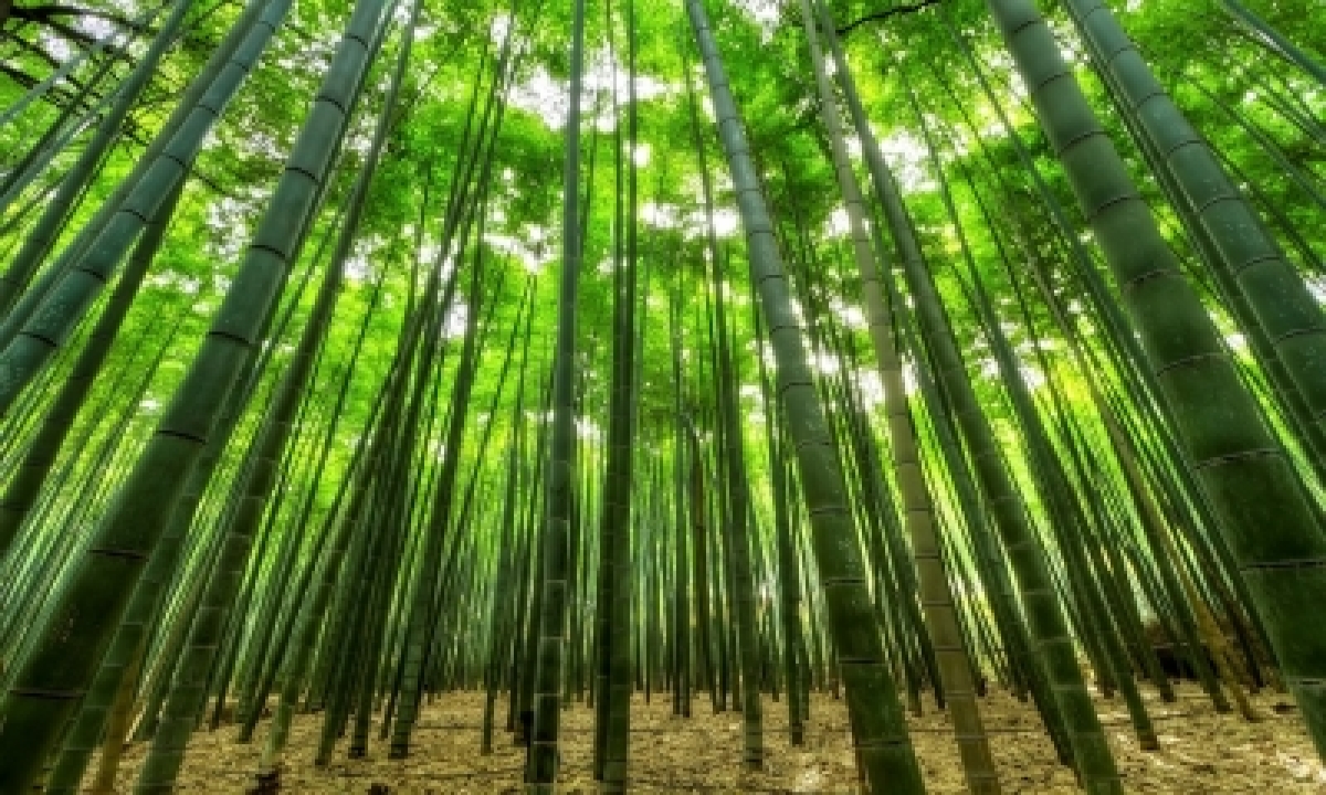  China Has Over 6 Mn Hectares Of Bamboo Forests  –   International,environm-TeluguStop.com