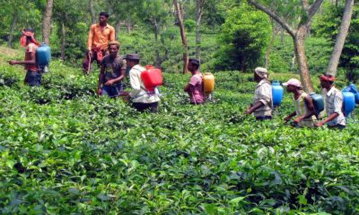  Committed To Assam, Tea Company Rejects Terror Threats-TeluguStop.com