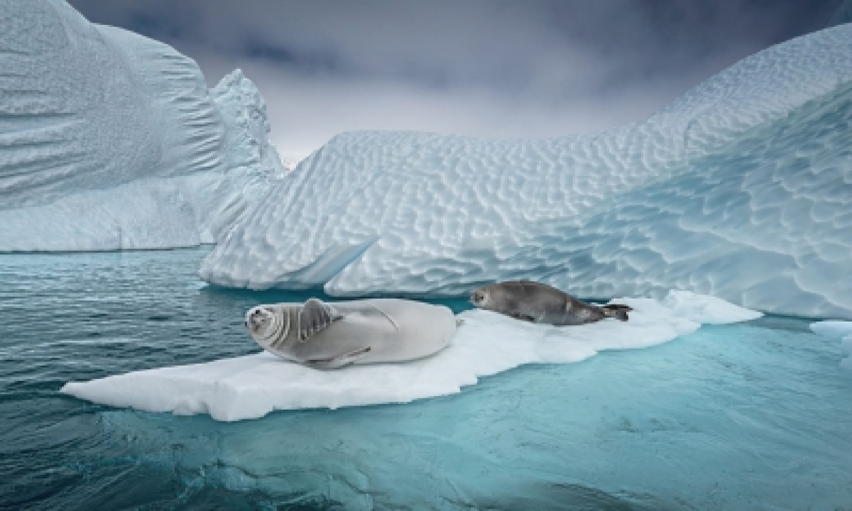  Concert On Virtual Icebergs To Save Antarctica-TeluguStop.com