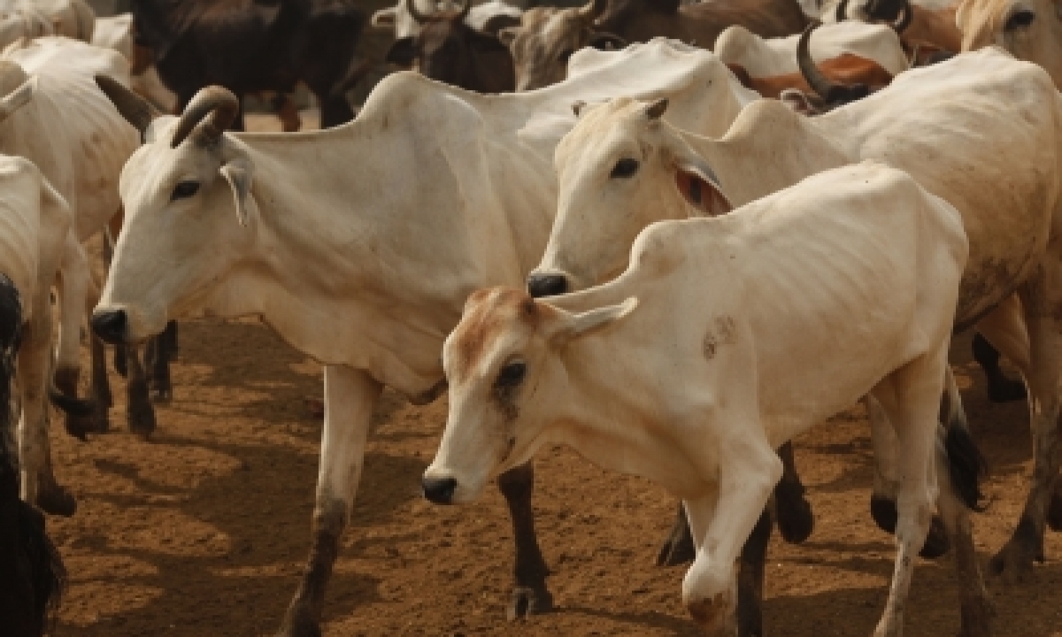  Cows Worshipped On ‘gopashtami’ In Braj Mandal-TeluguStop.com